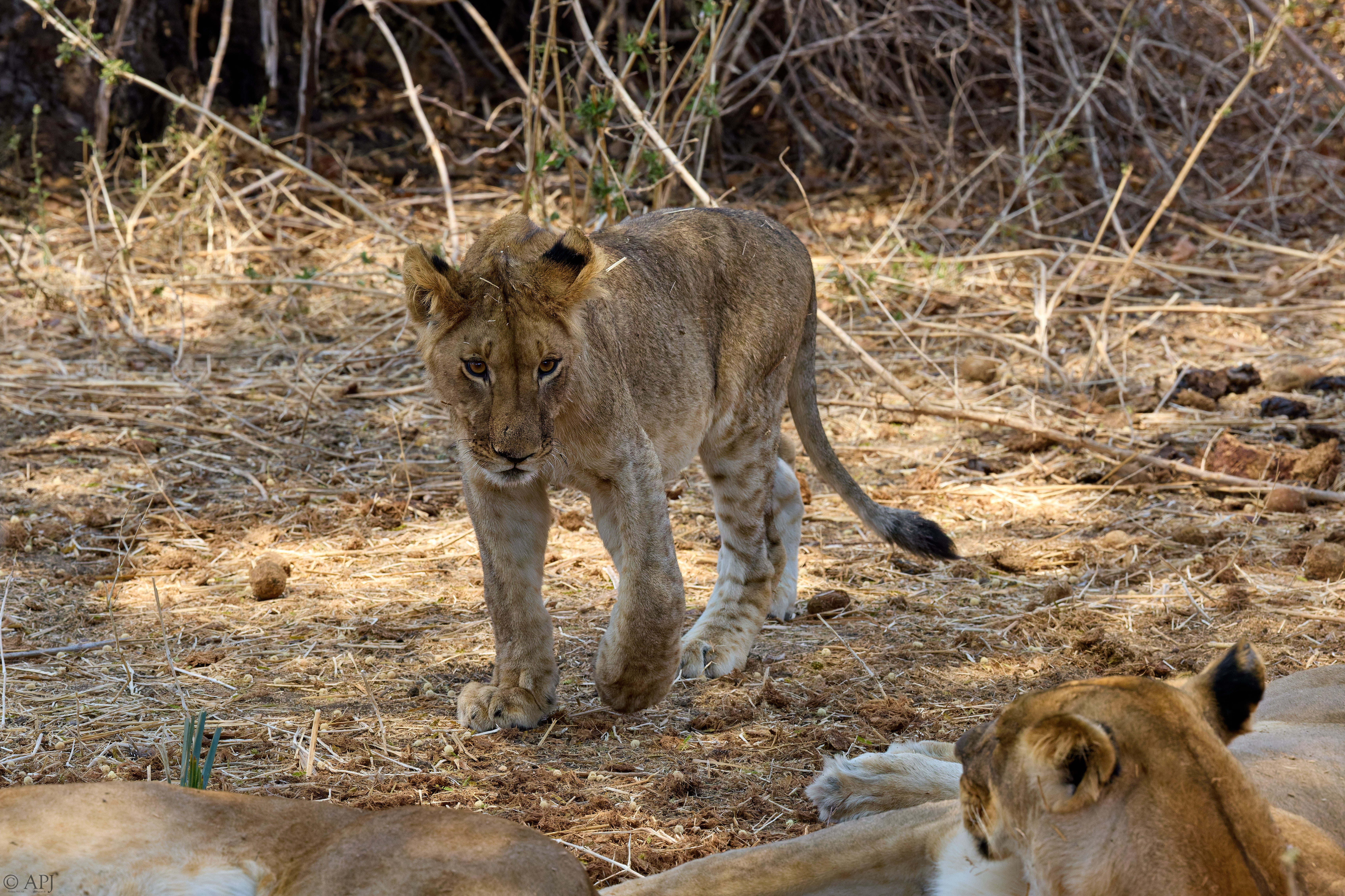 0276 APJ A7A6221 251008 DXO