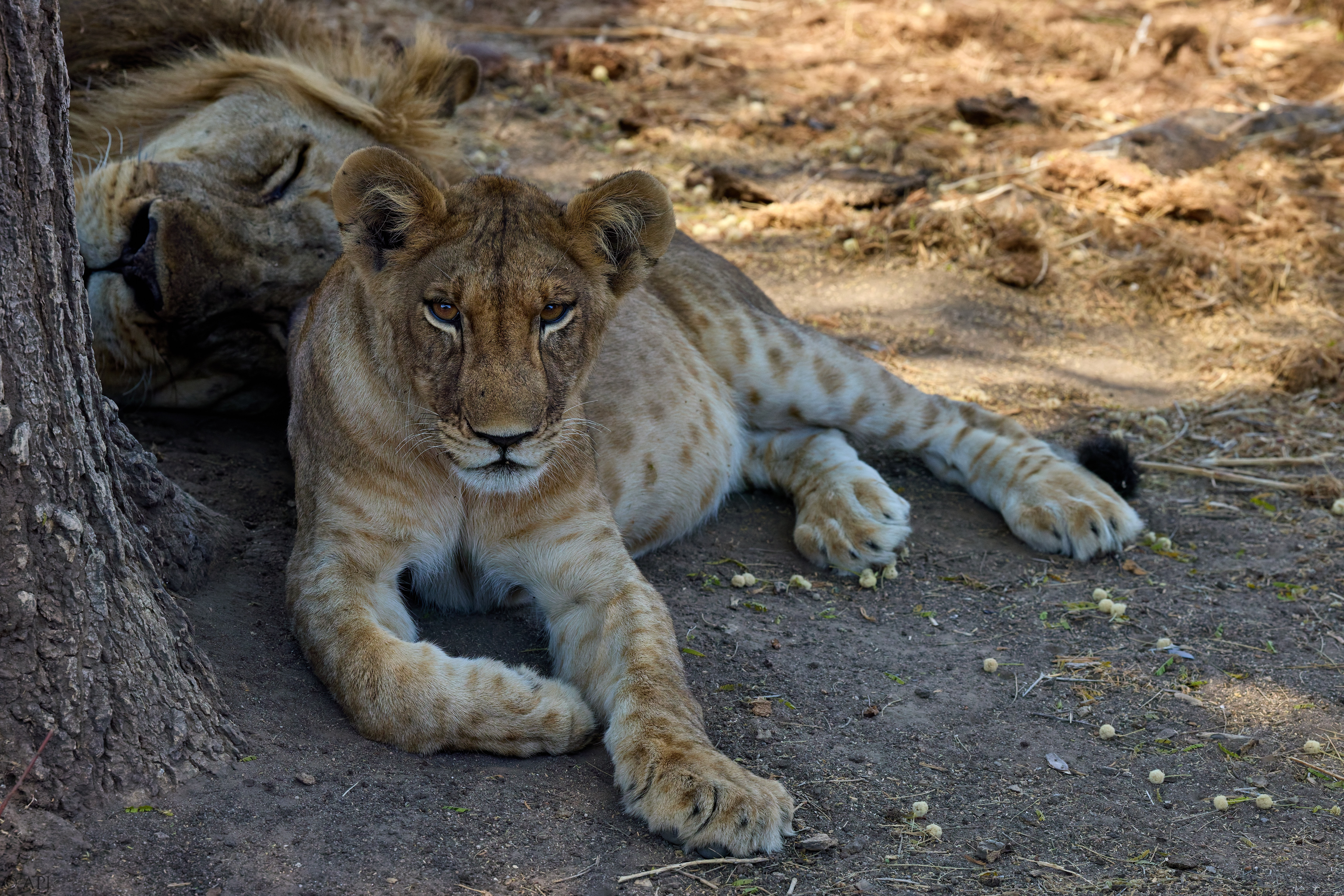 0277 APJ A7A6229 251008 DXO