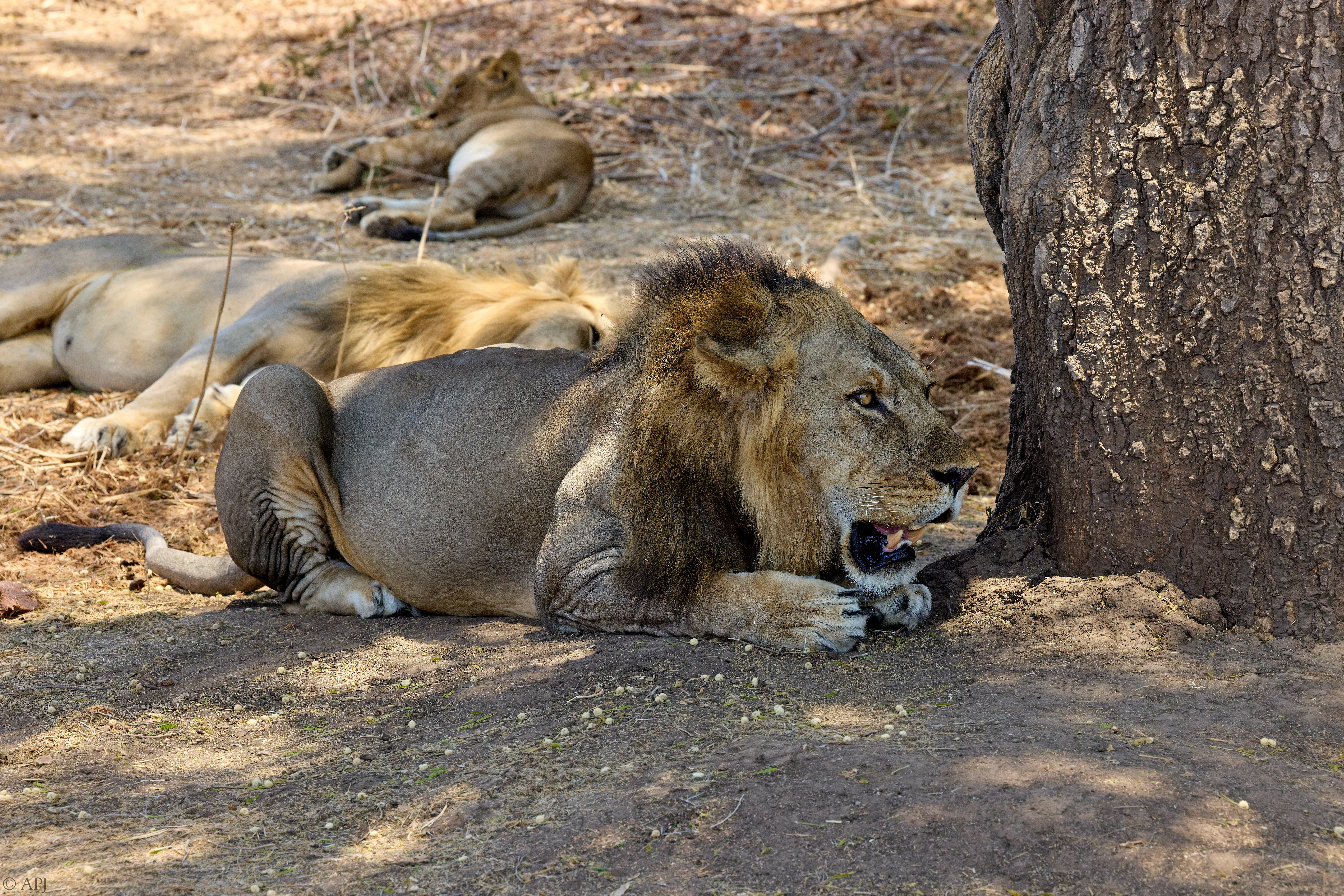 0280 APJ A7A6453 251008 DXO