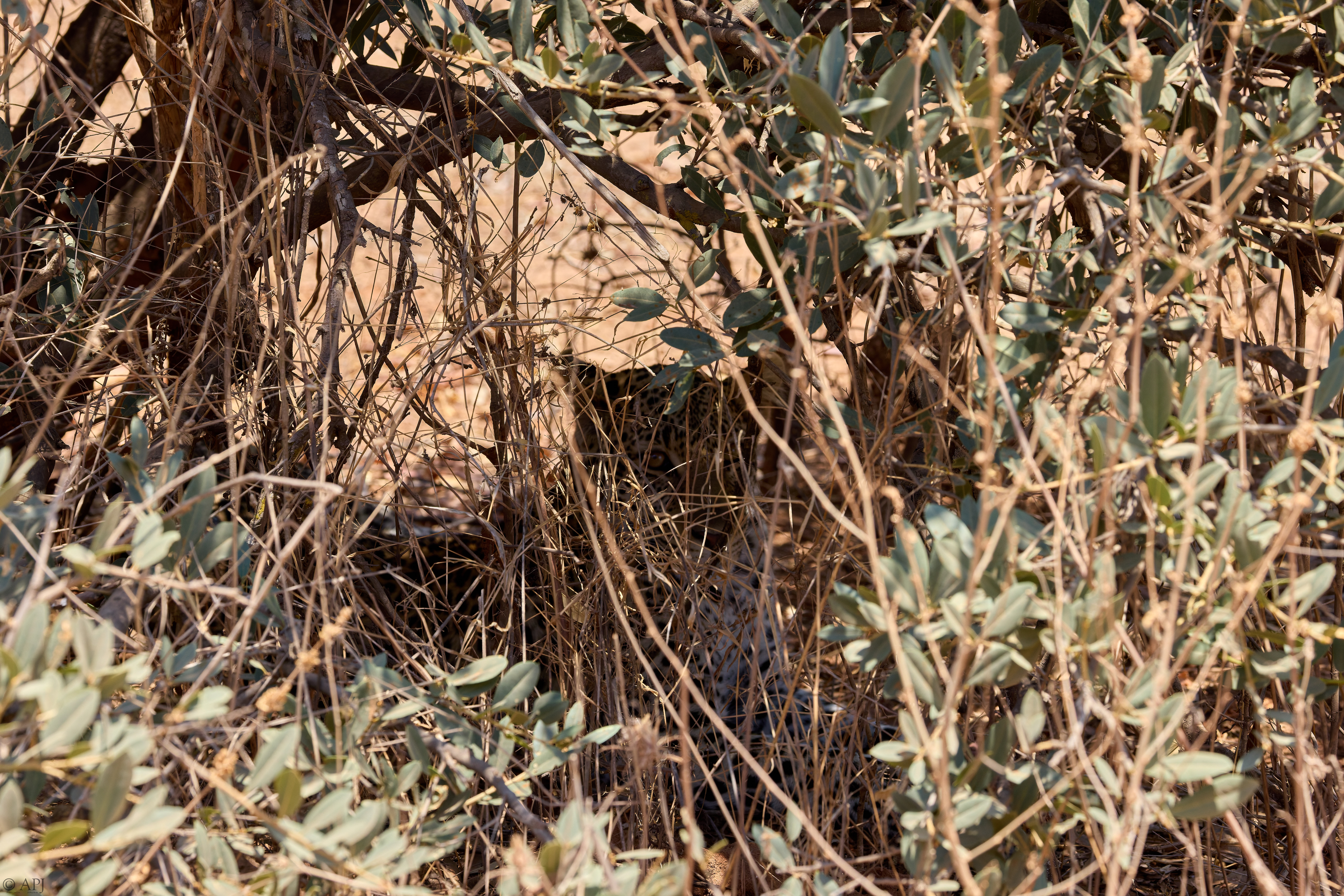 0281 APJ A7A6532 20251008 DXO