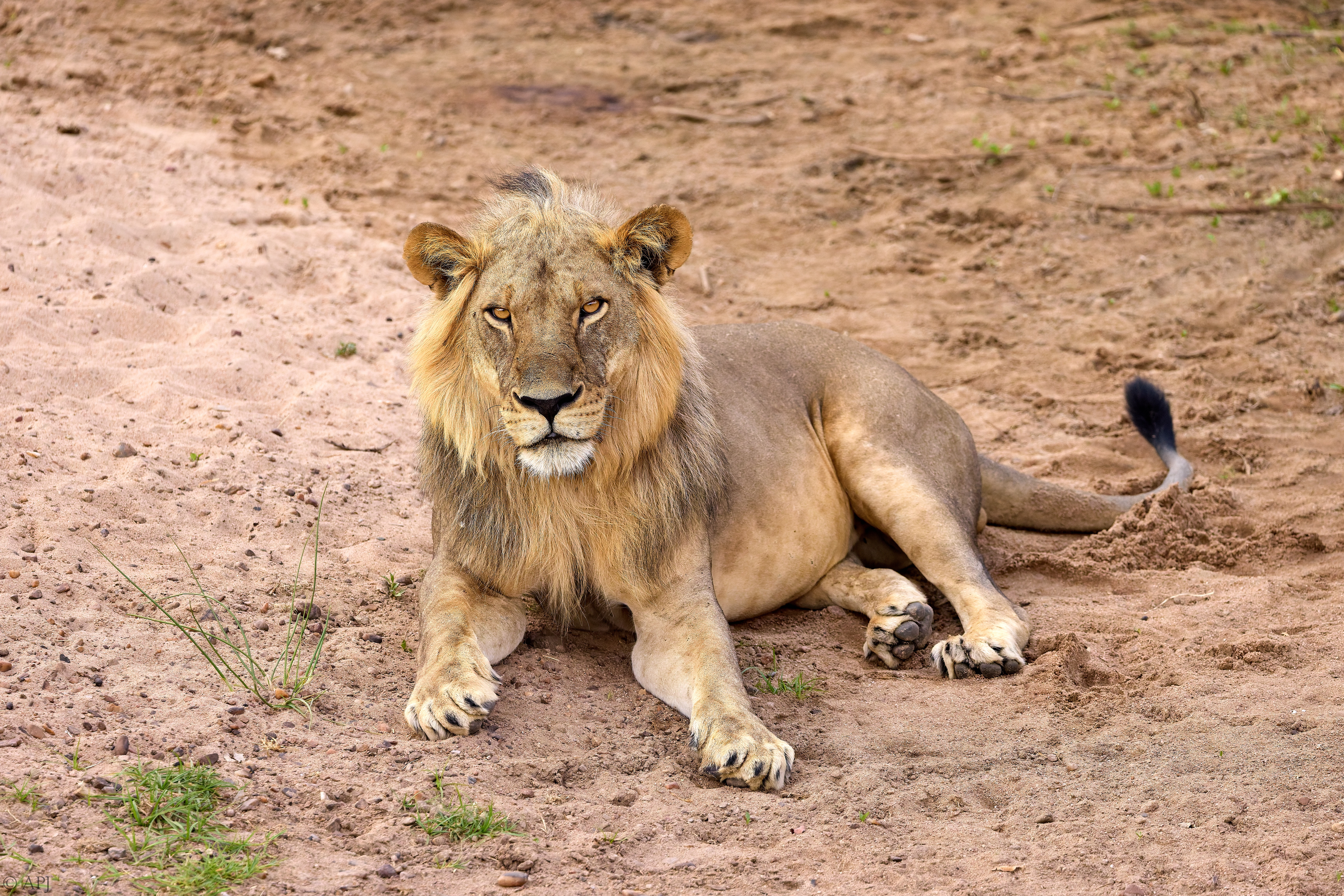 0309 APJ A7A8312 20251008 DXO