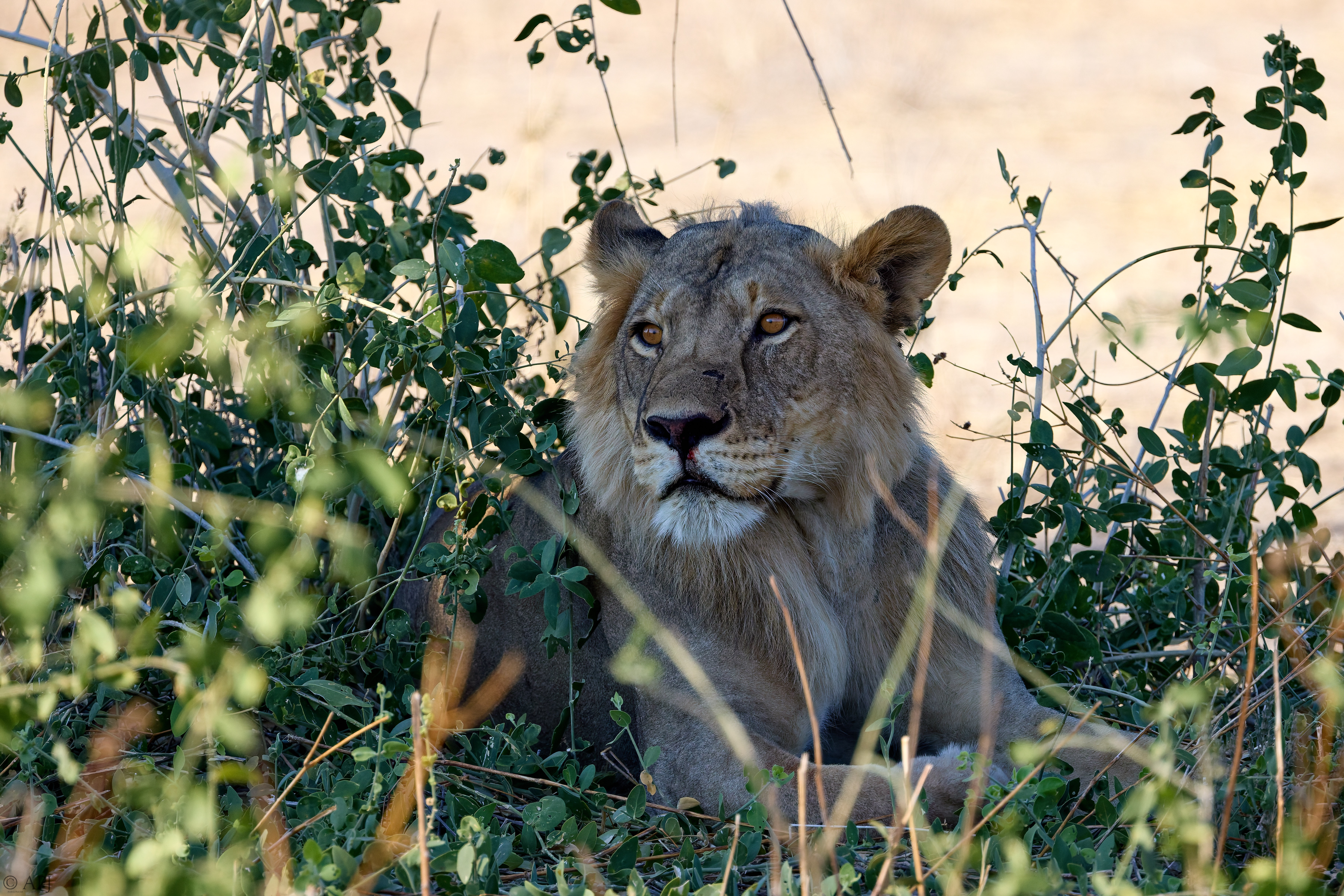 0324 APJ A7A8494 20251009 DXO