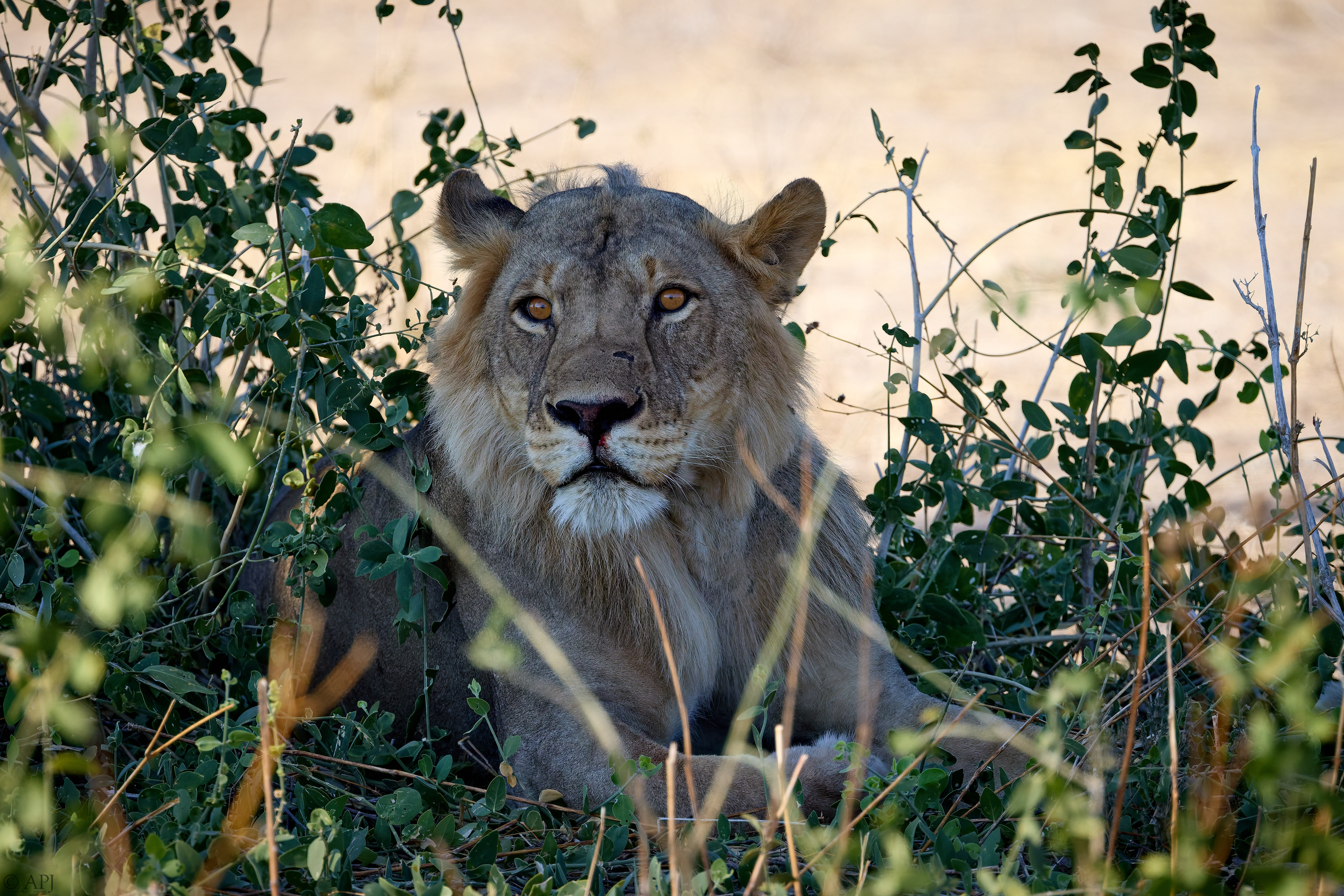 0325 APJ A7A8502 20251009 DXO