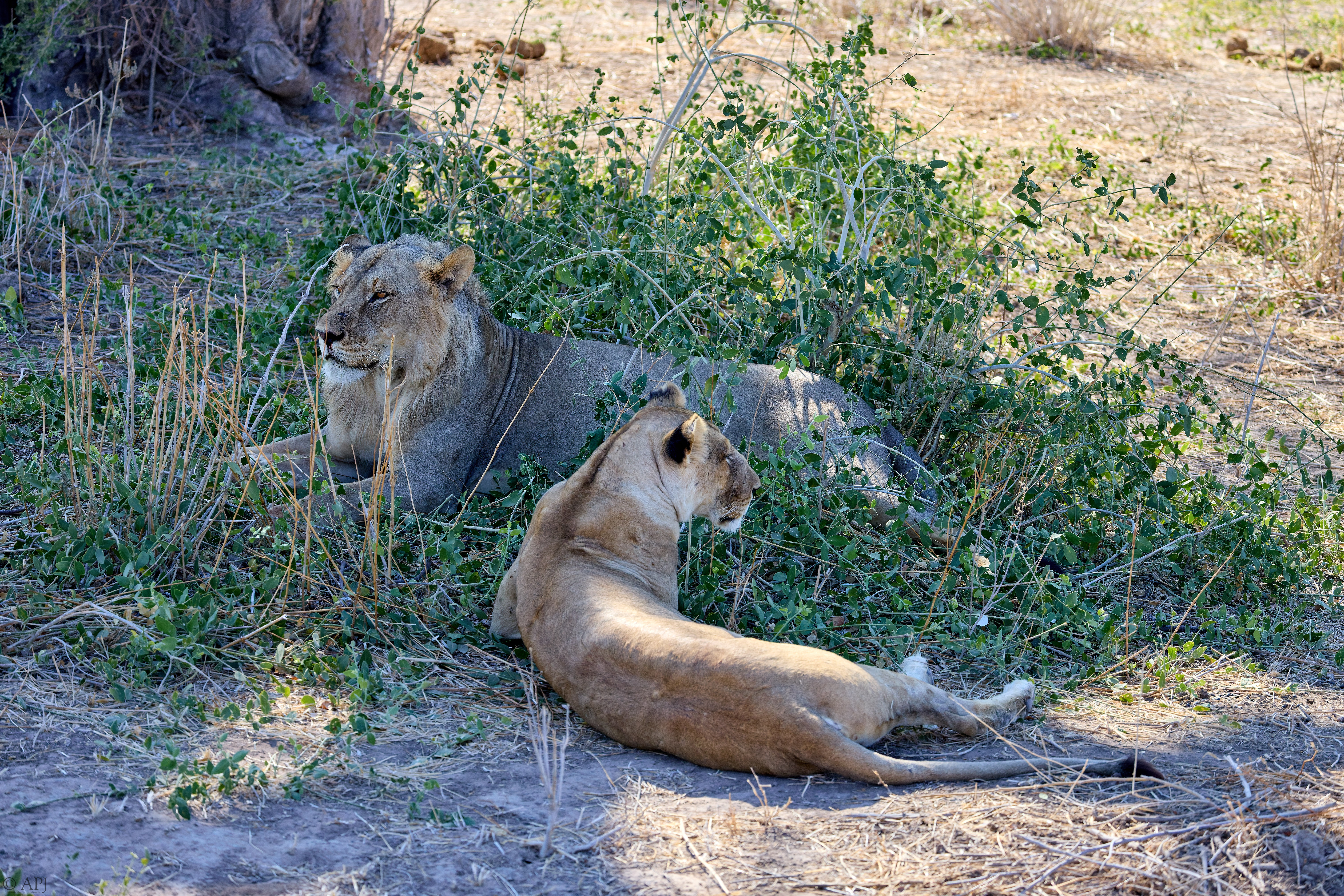 0326 APJ A7A8589 20251009 DXO