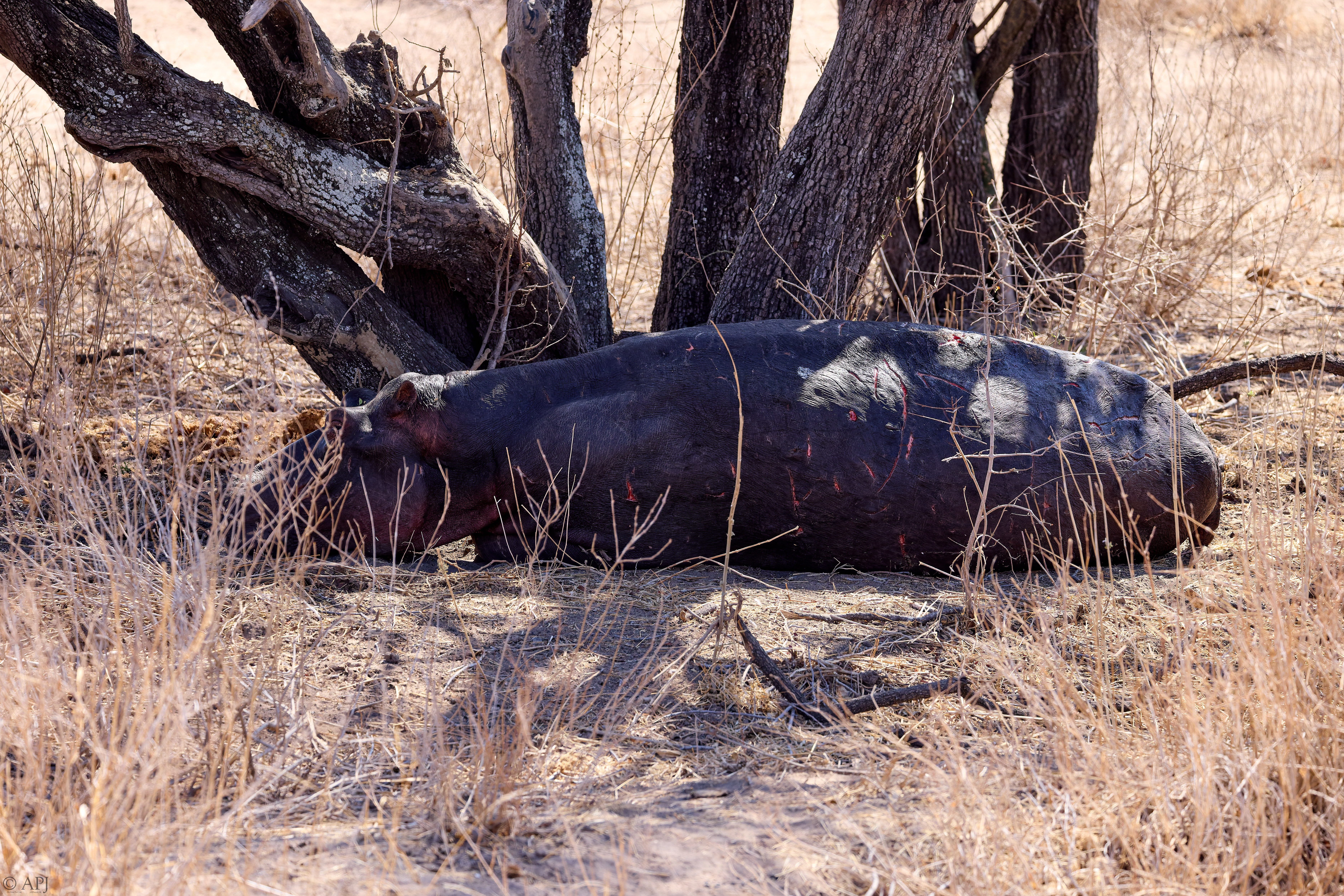 0332 APJ A7A8917 20251009 DXO