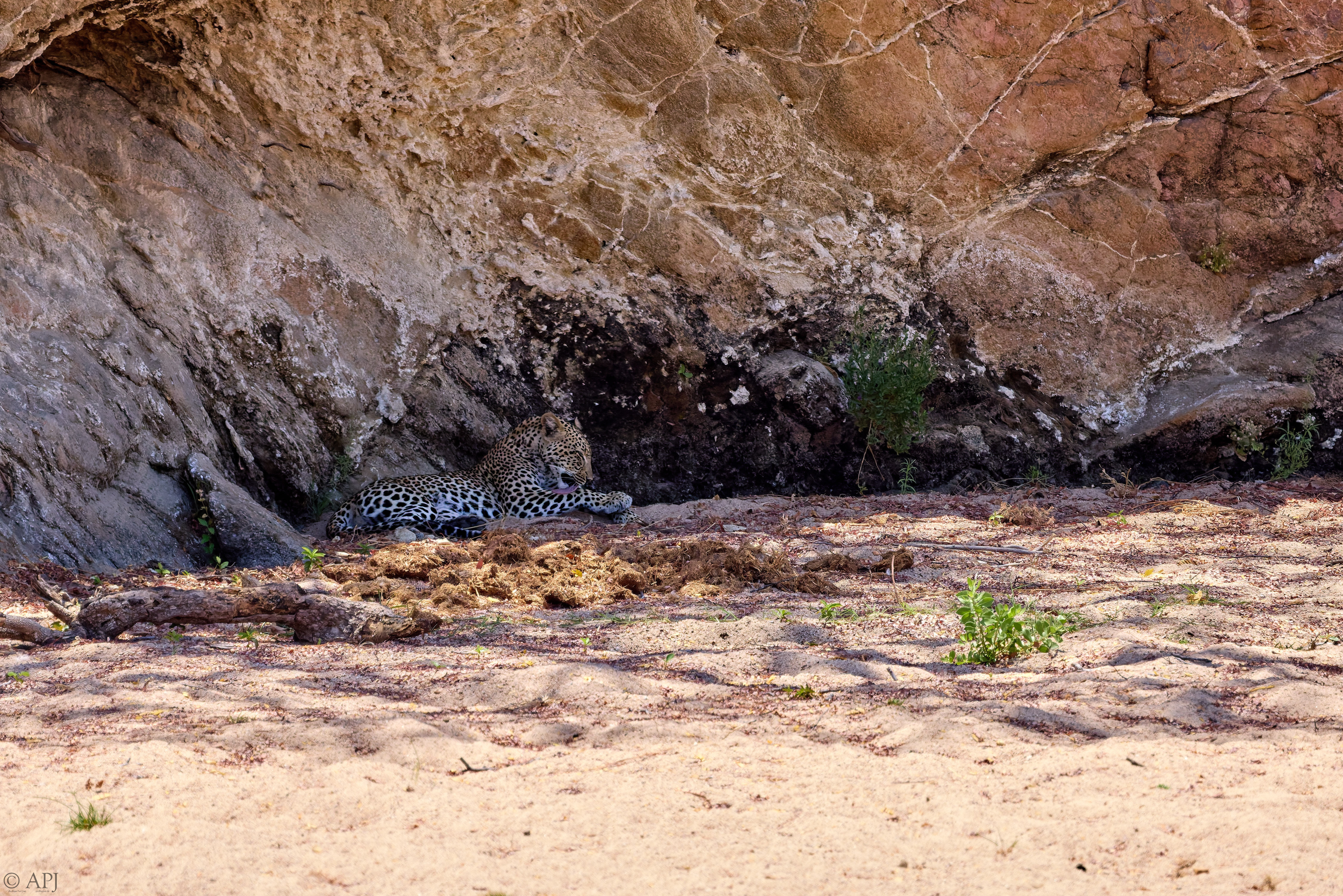 0347 APJ A7A9443 20251009 DXO