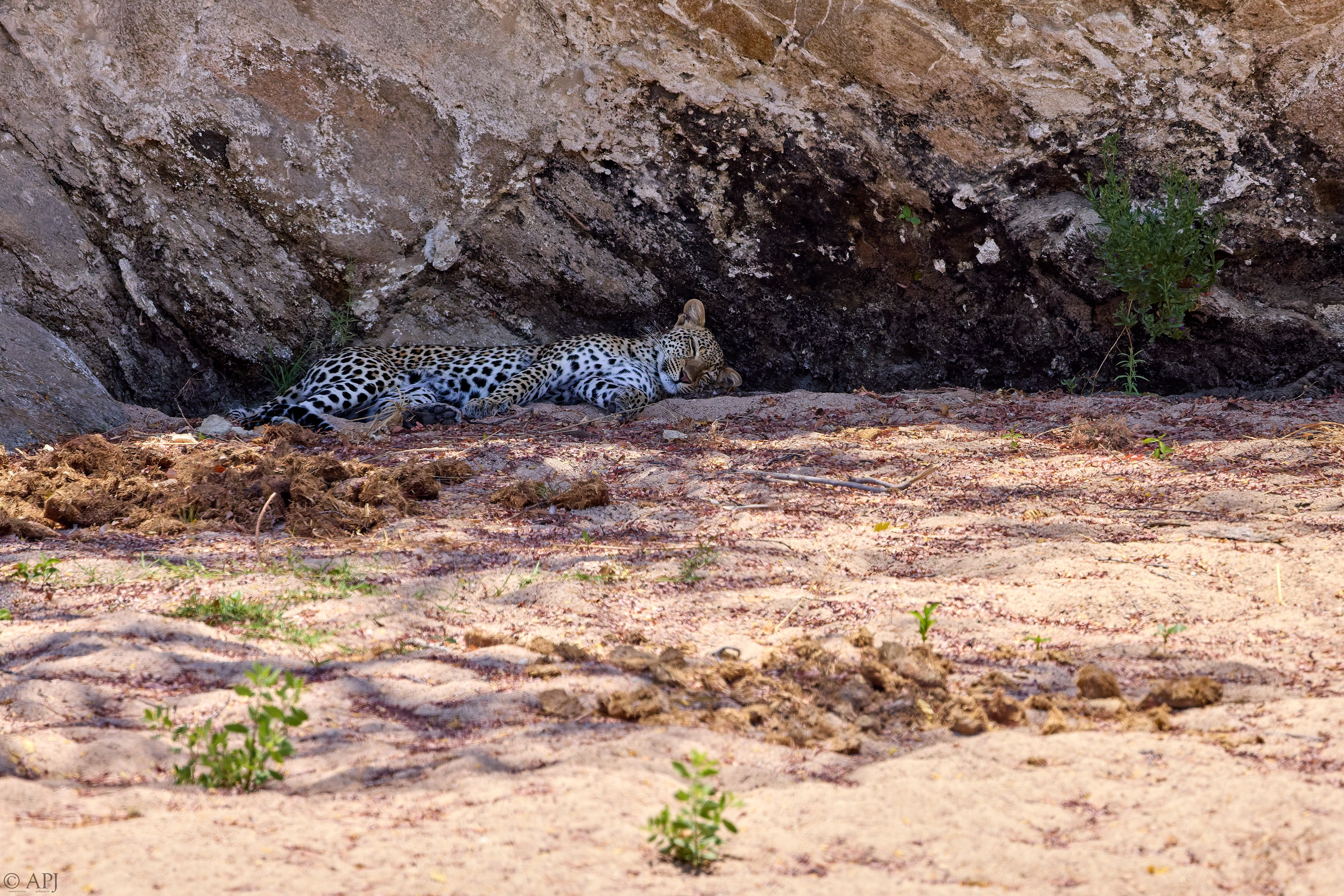 0348 APJ A7A9465 20251009 DXO