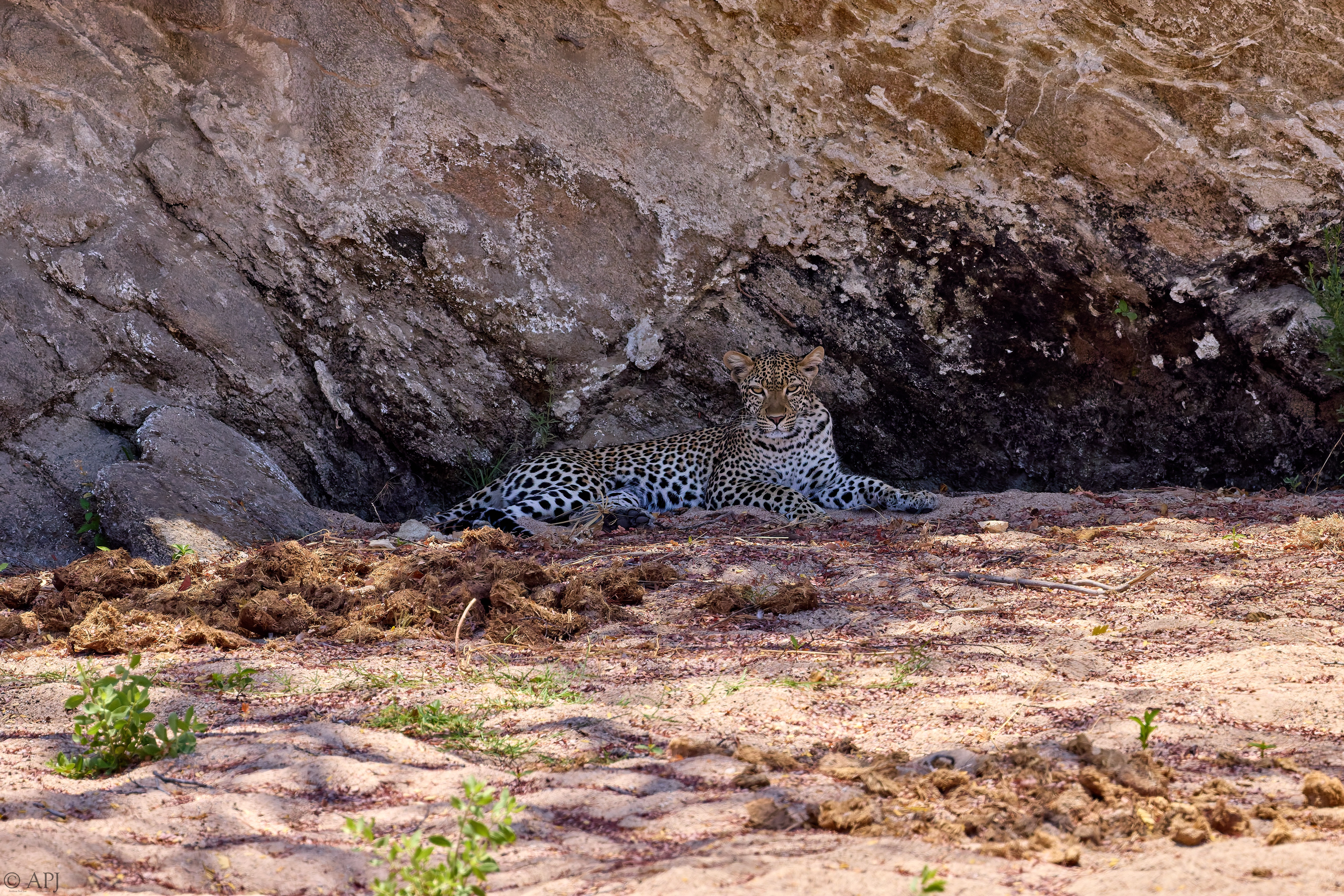 0350 APJ A7A9510 20251009 DXO