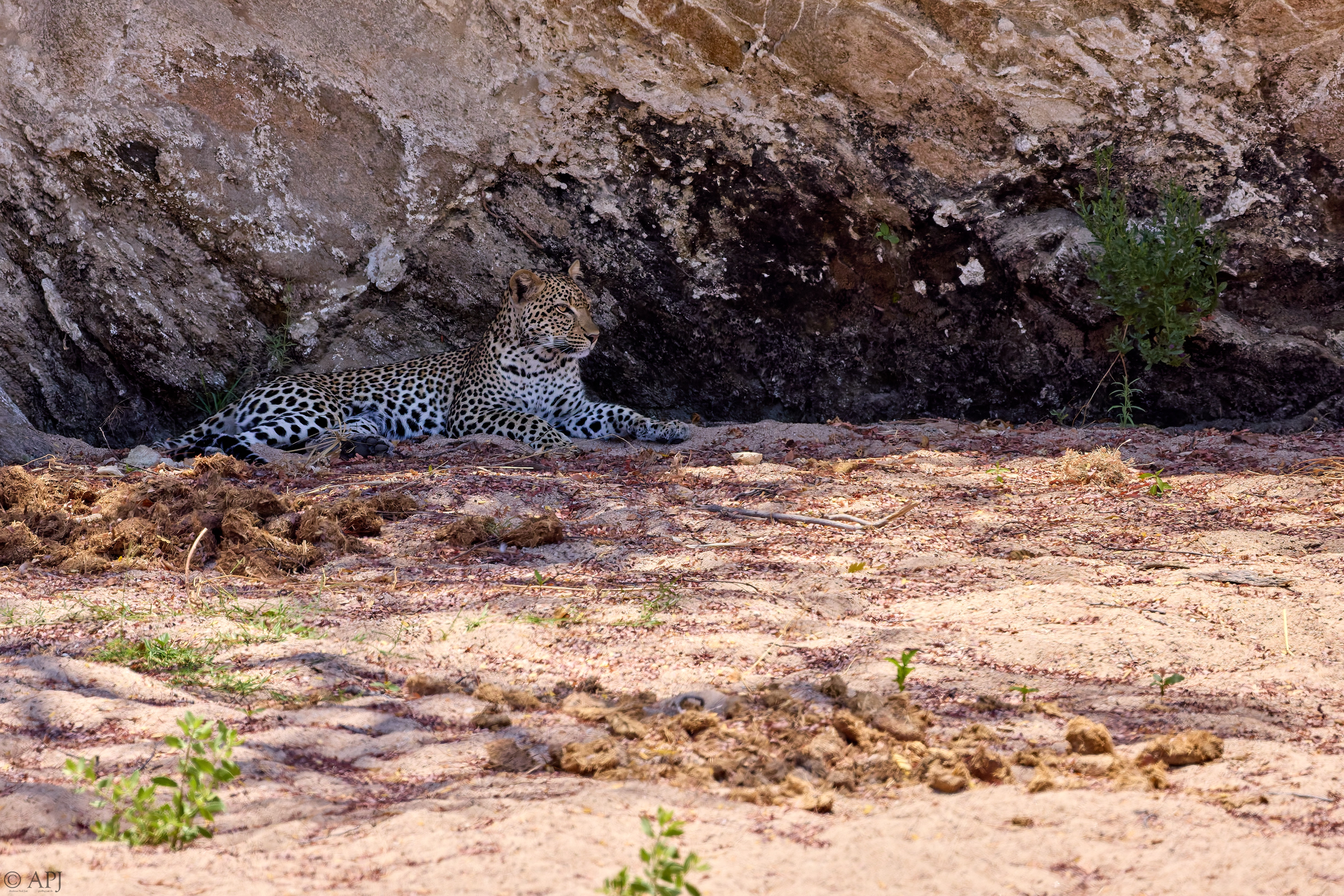 0351 APJ A7A9539 20251009 DXO