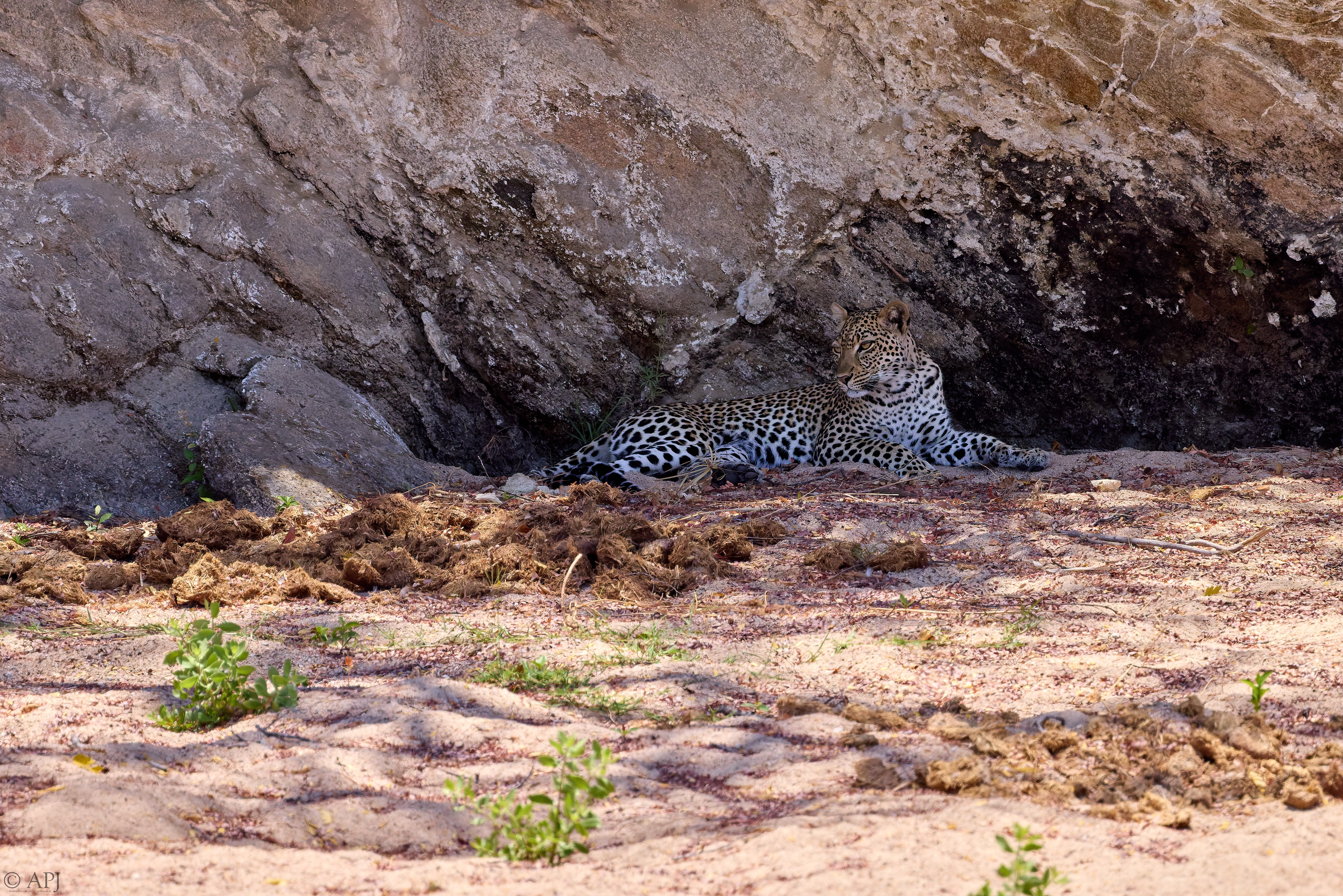 0352 APJ A7A9560 20251009 DXO