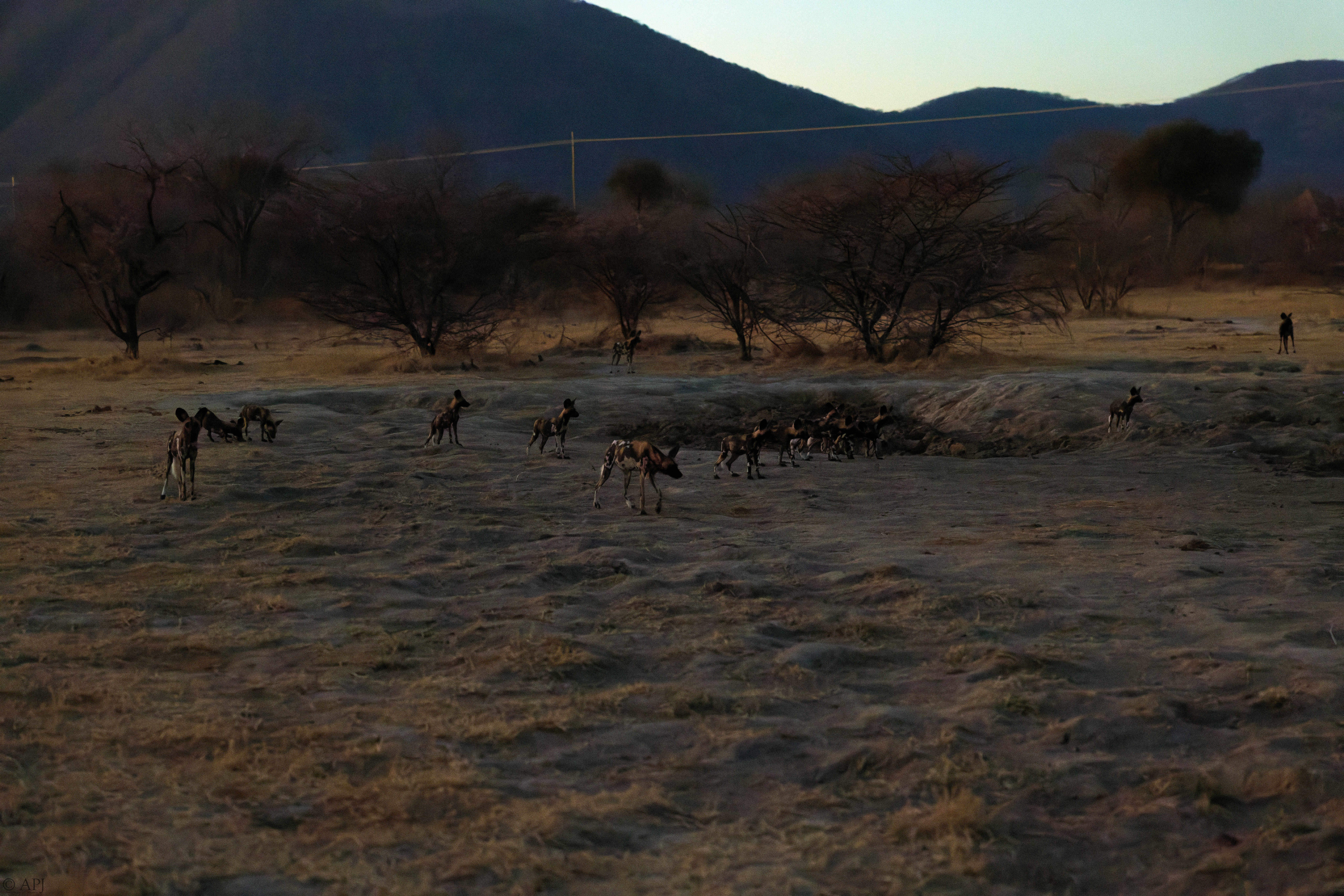 0373 APJ 1486 20251010 DXO