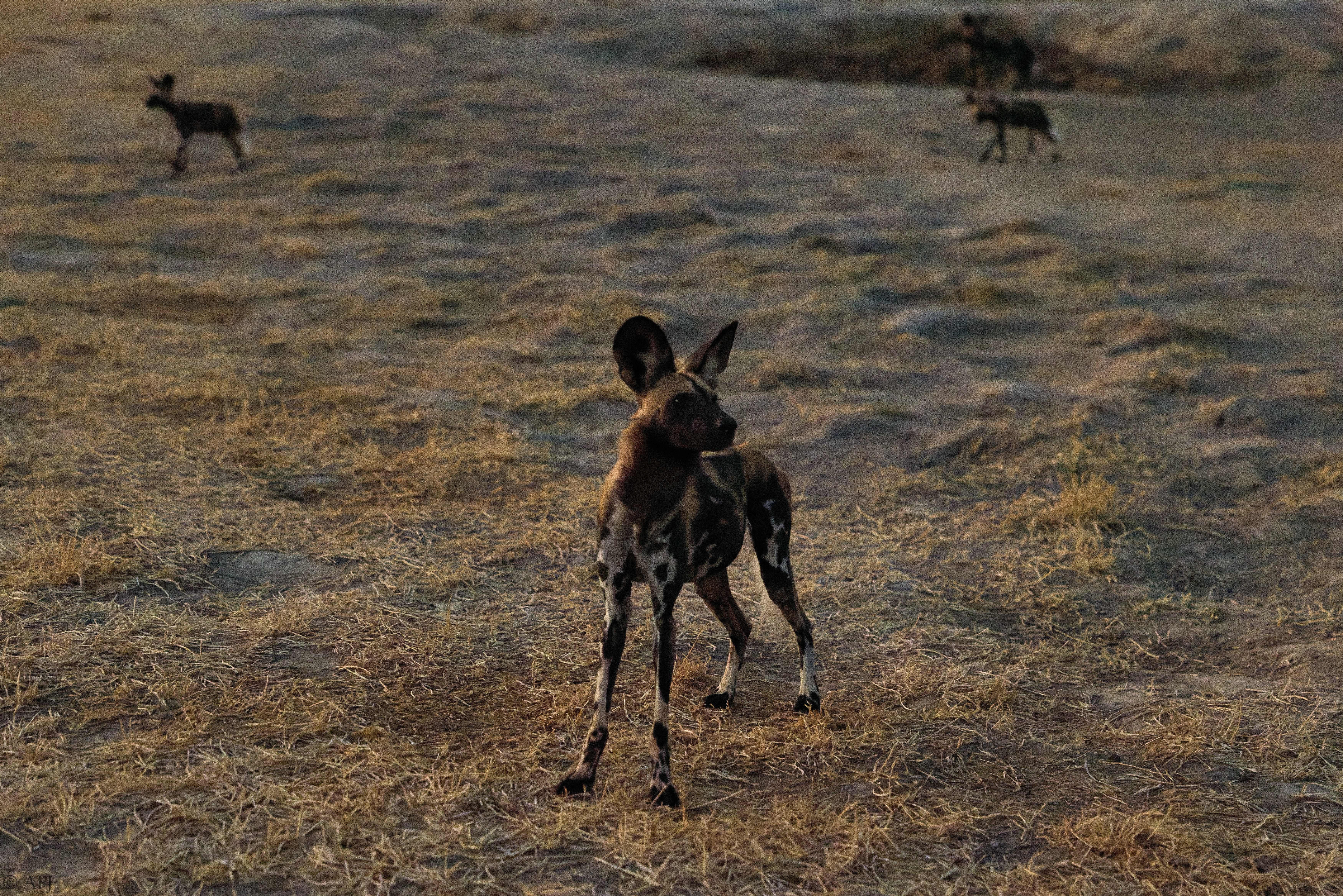 0380 APJ 1873 20251010 DXO