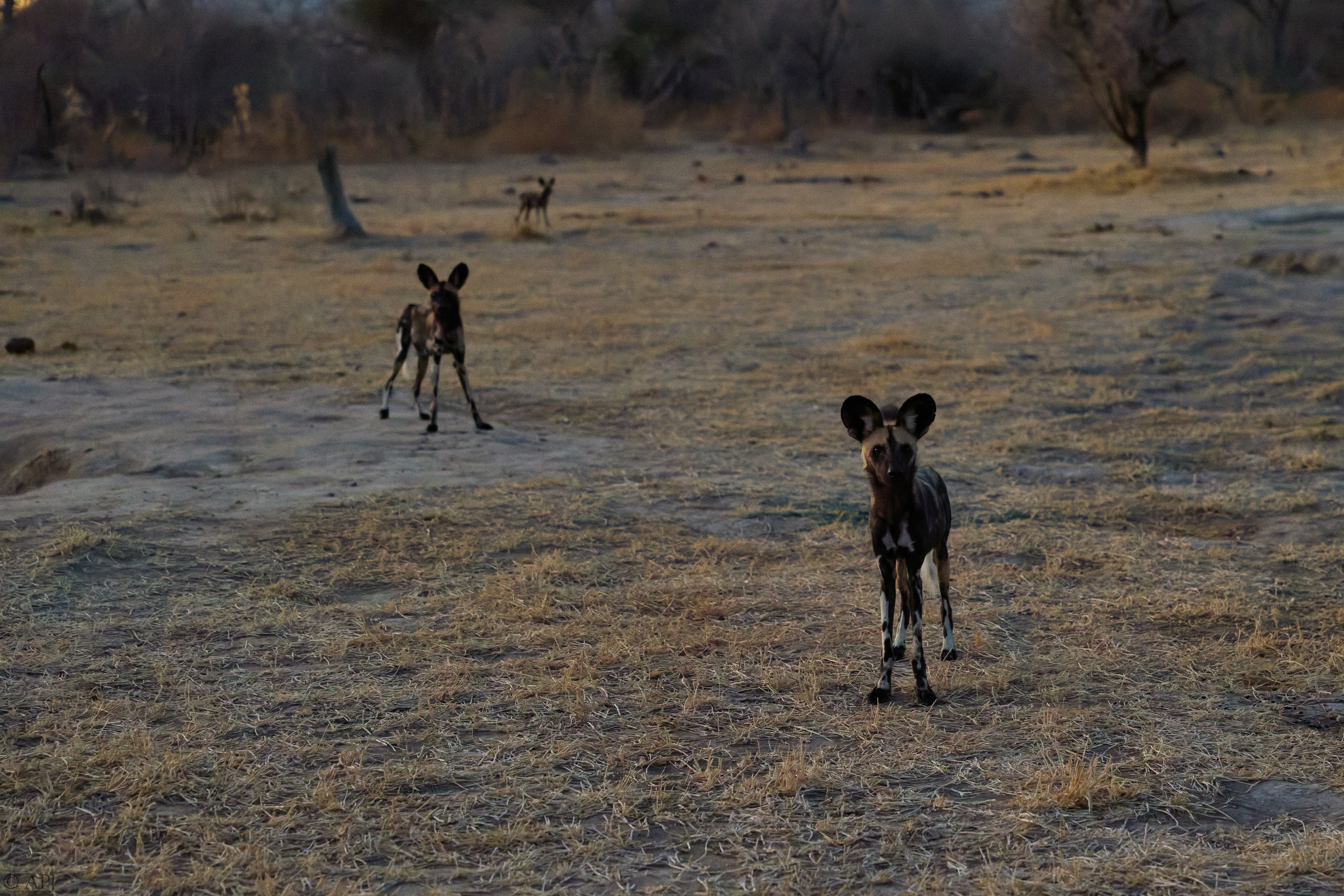 0383 APJ 1980 20251010 DXO