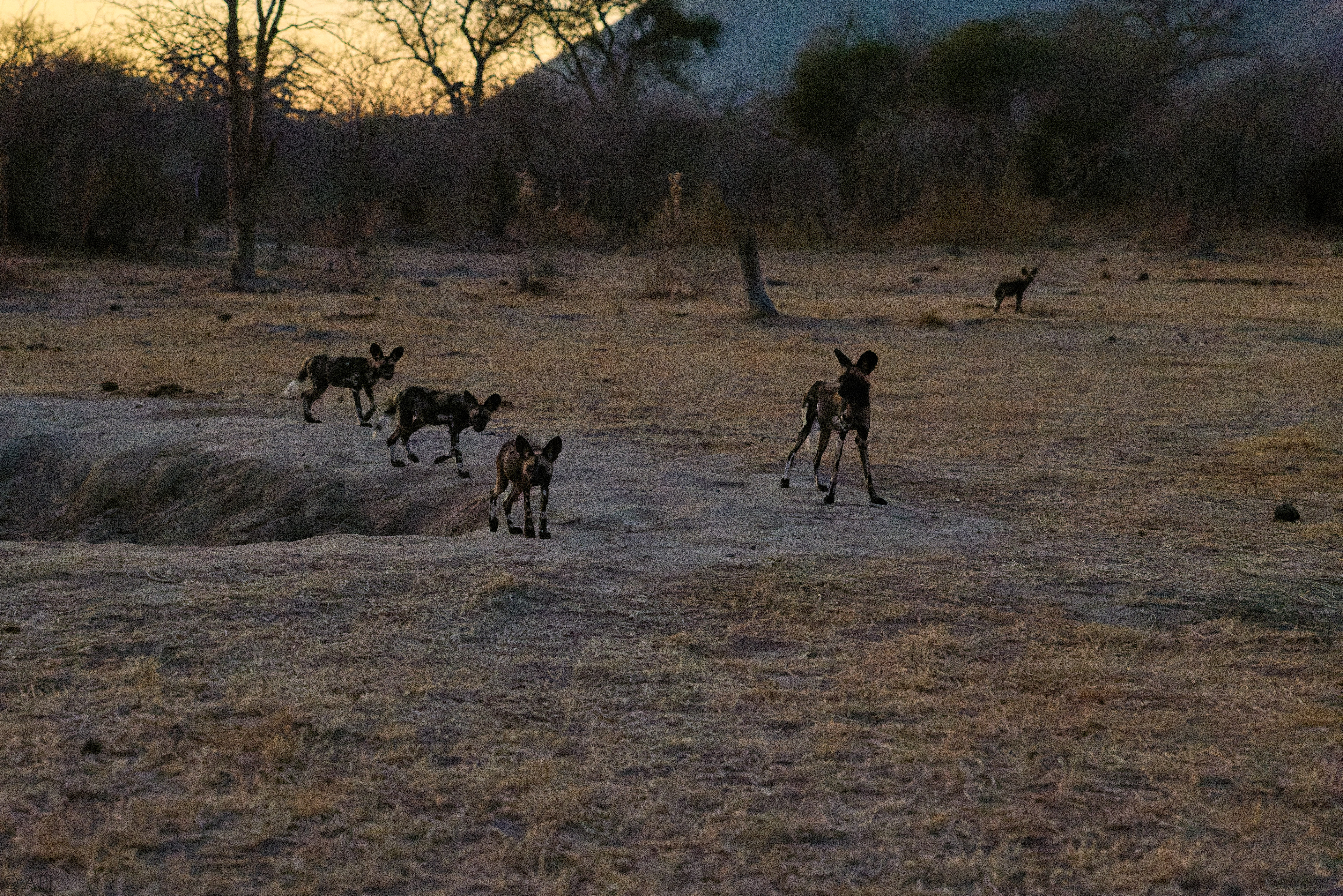 0384 APJ 2019 20251010 DXO