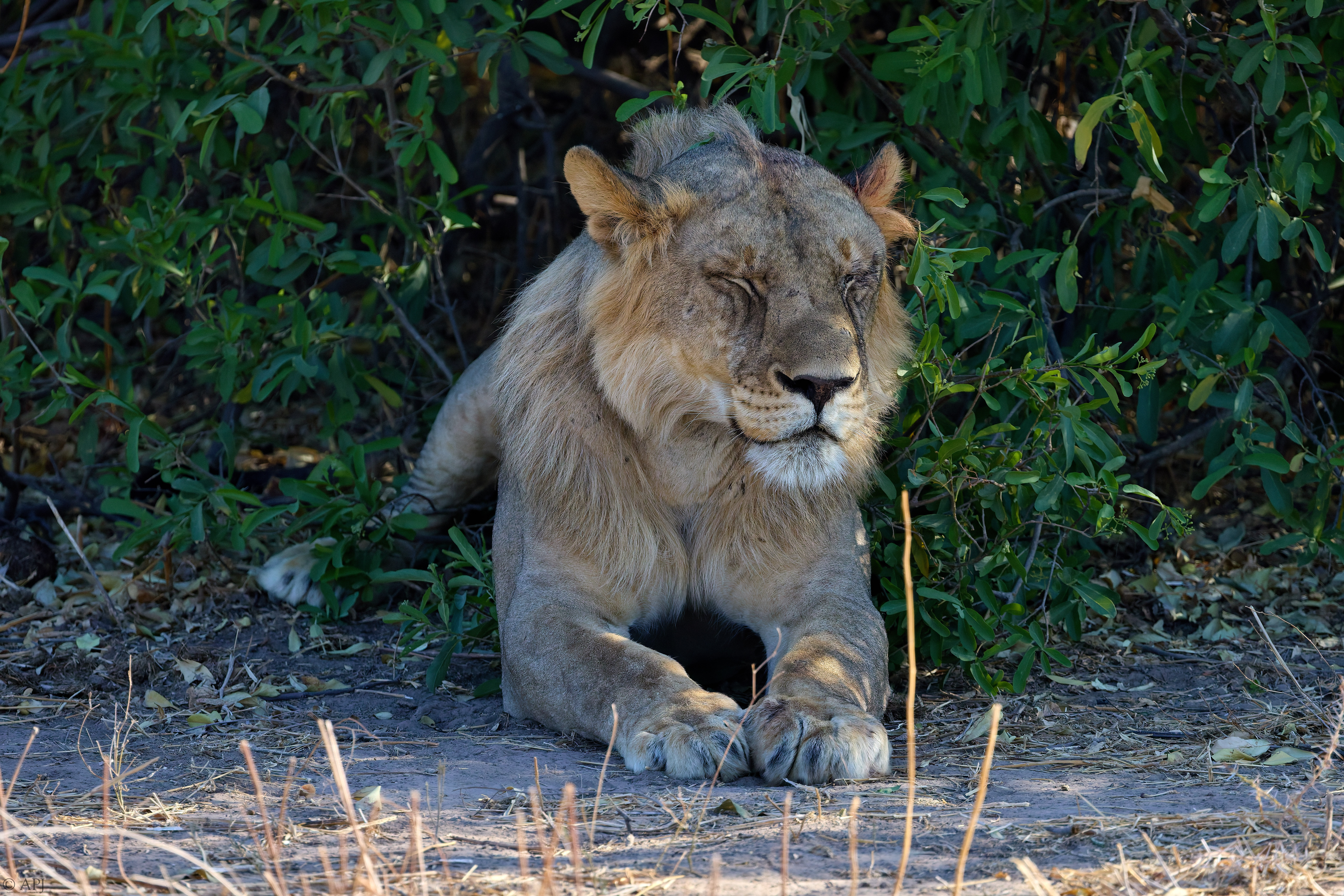 0393 APJ A7A0244 20251010 DXO