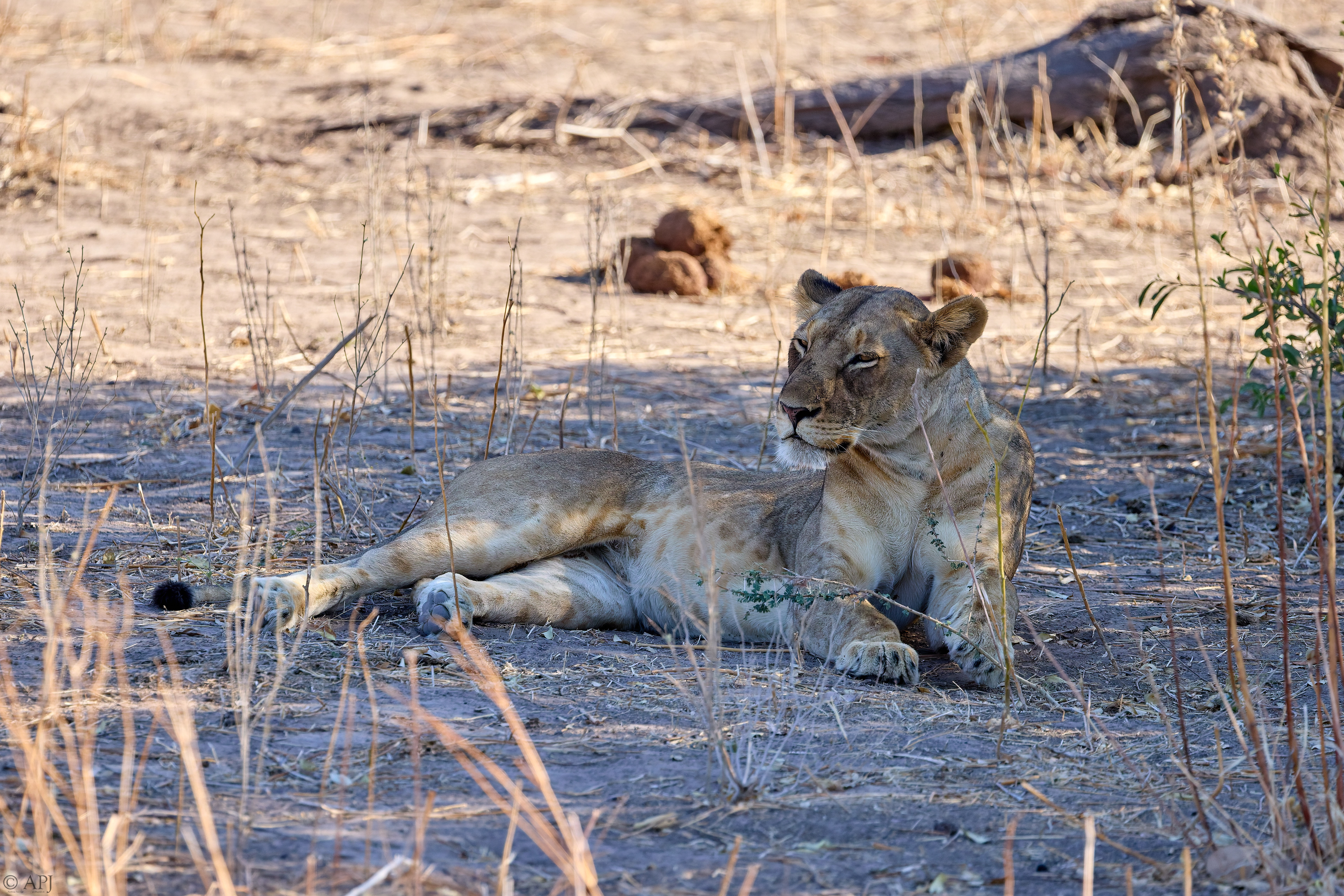 0394 APJ A7A0274 20251010 DXO