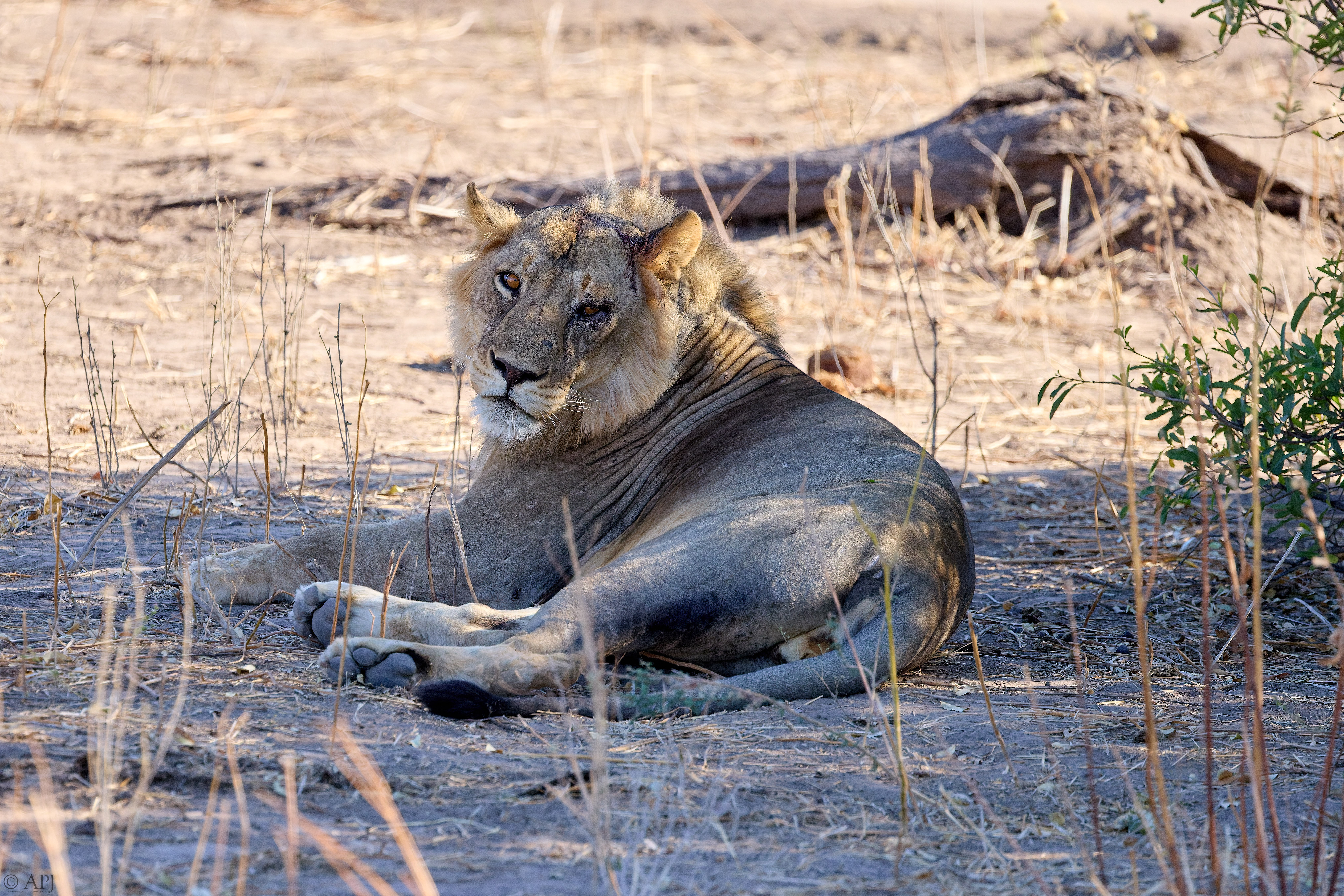 0398 APJ A7A0405 20251010 DXO