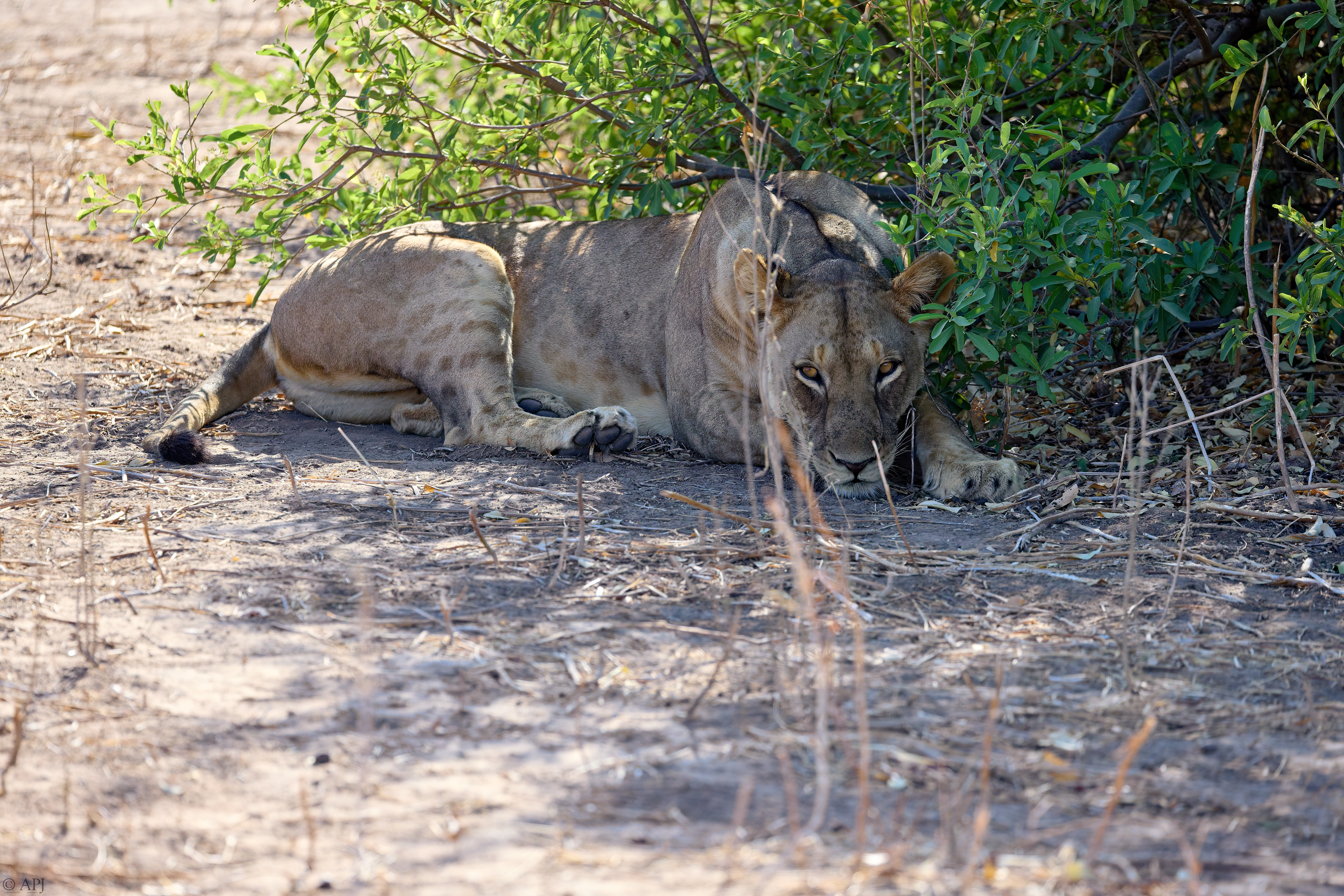 0400 APJ A7A0599 20251010 DXO