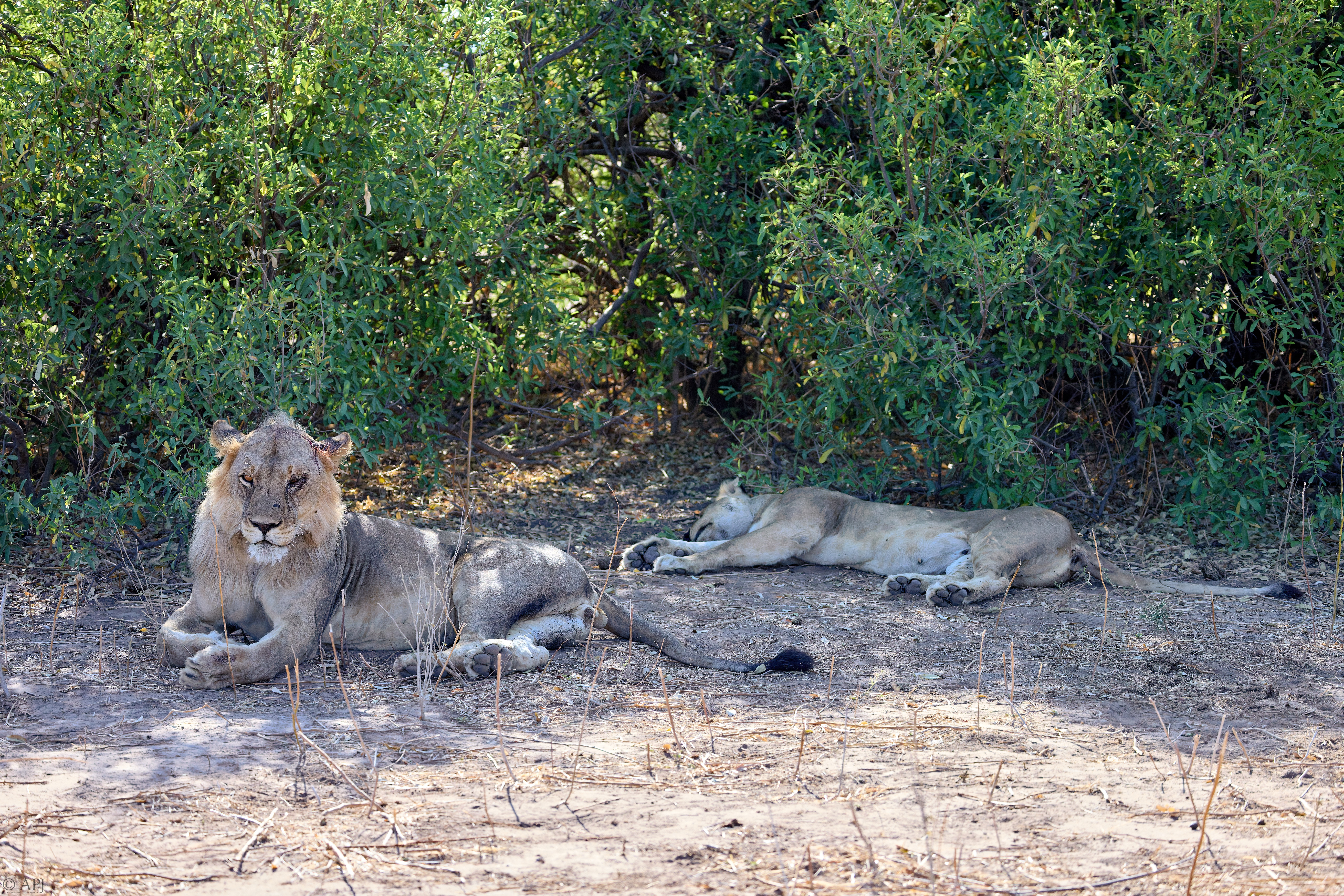 0401 APJ A7A0647 20251010 DXO