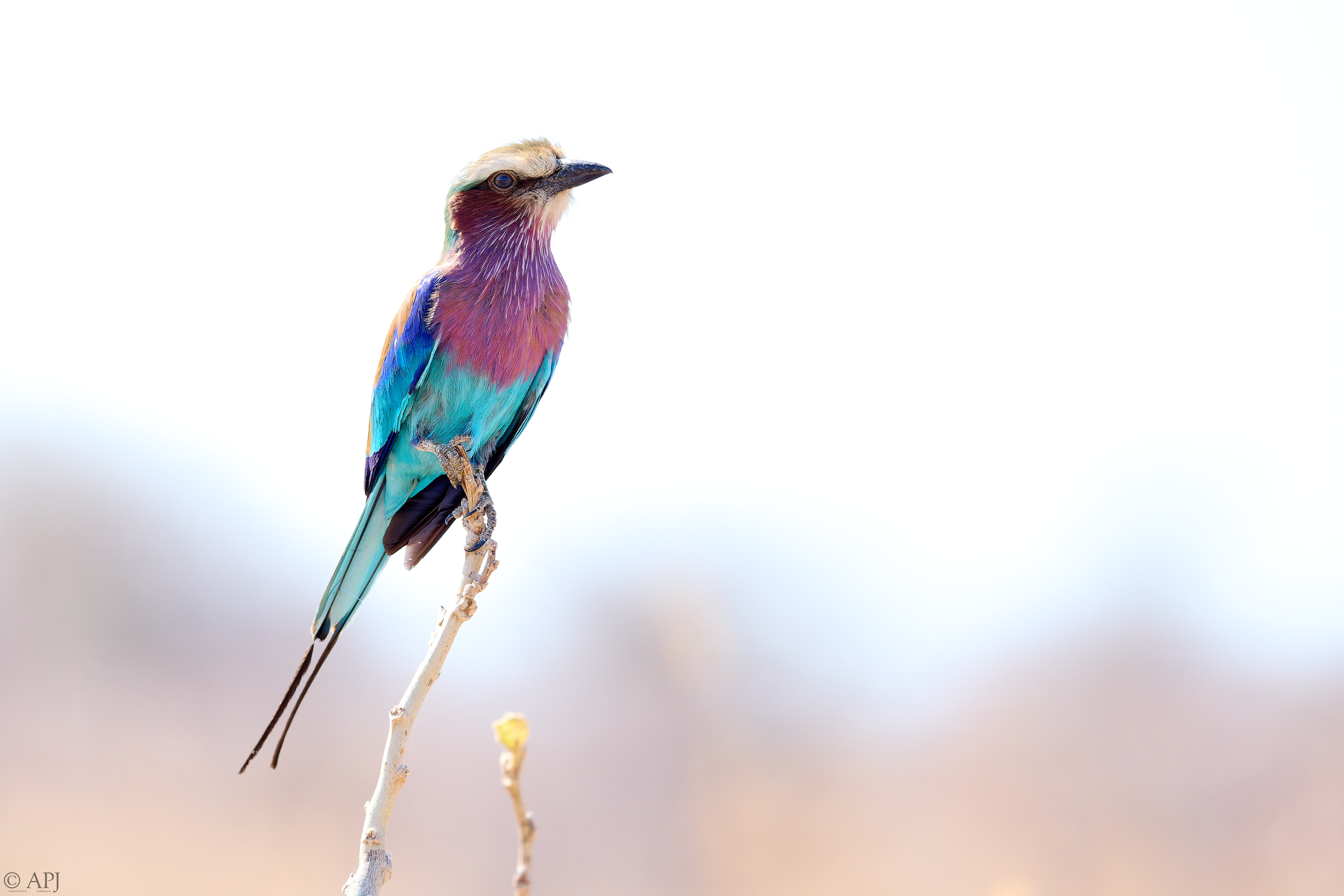 0403 APJ A7A0807 20251010 DXO