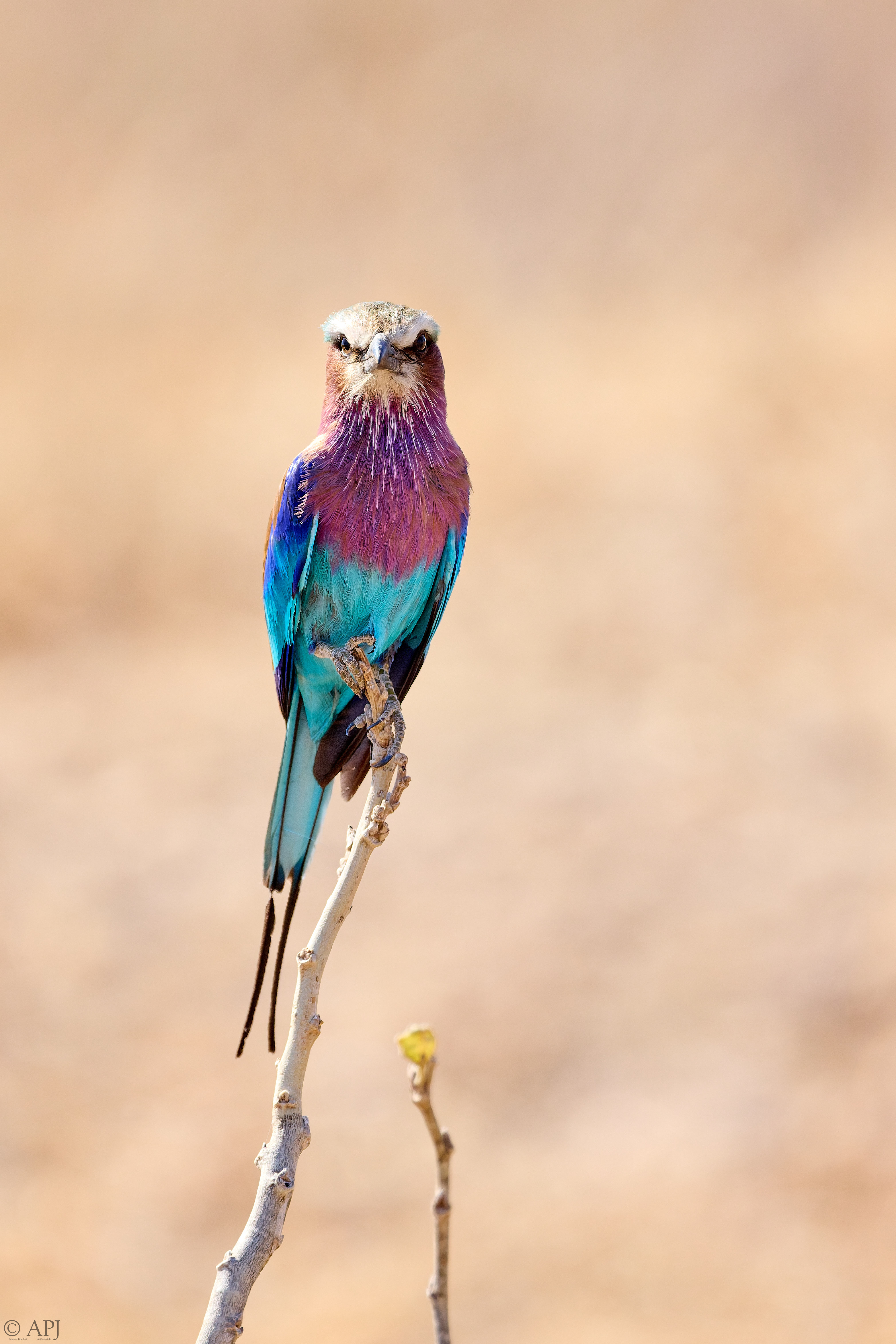 0404 APJ A7A0905 20251010 DXO